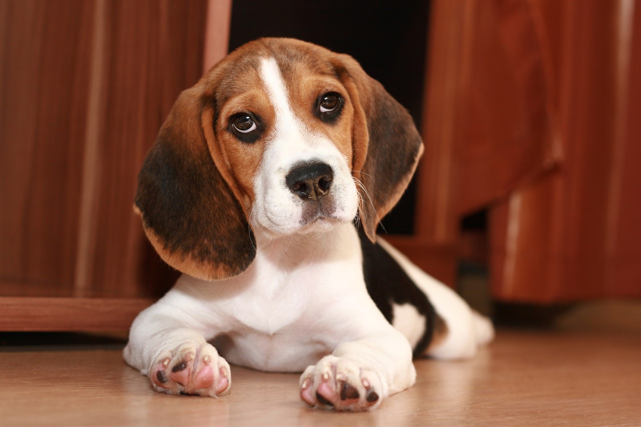 Close-up view of Beagle Puppy sitting on belly indoor