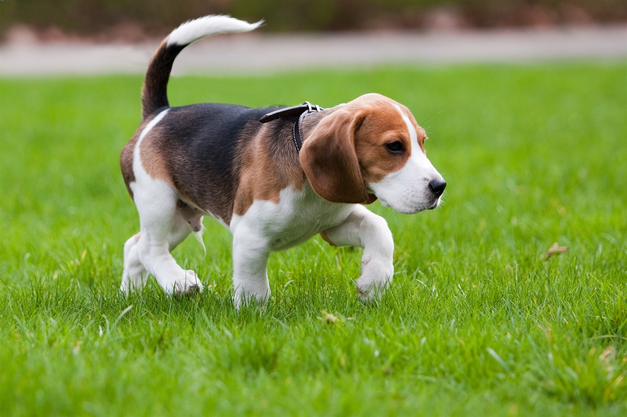 Little Beagle Puppy playing in the grass