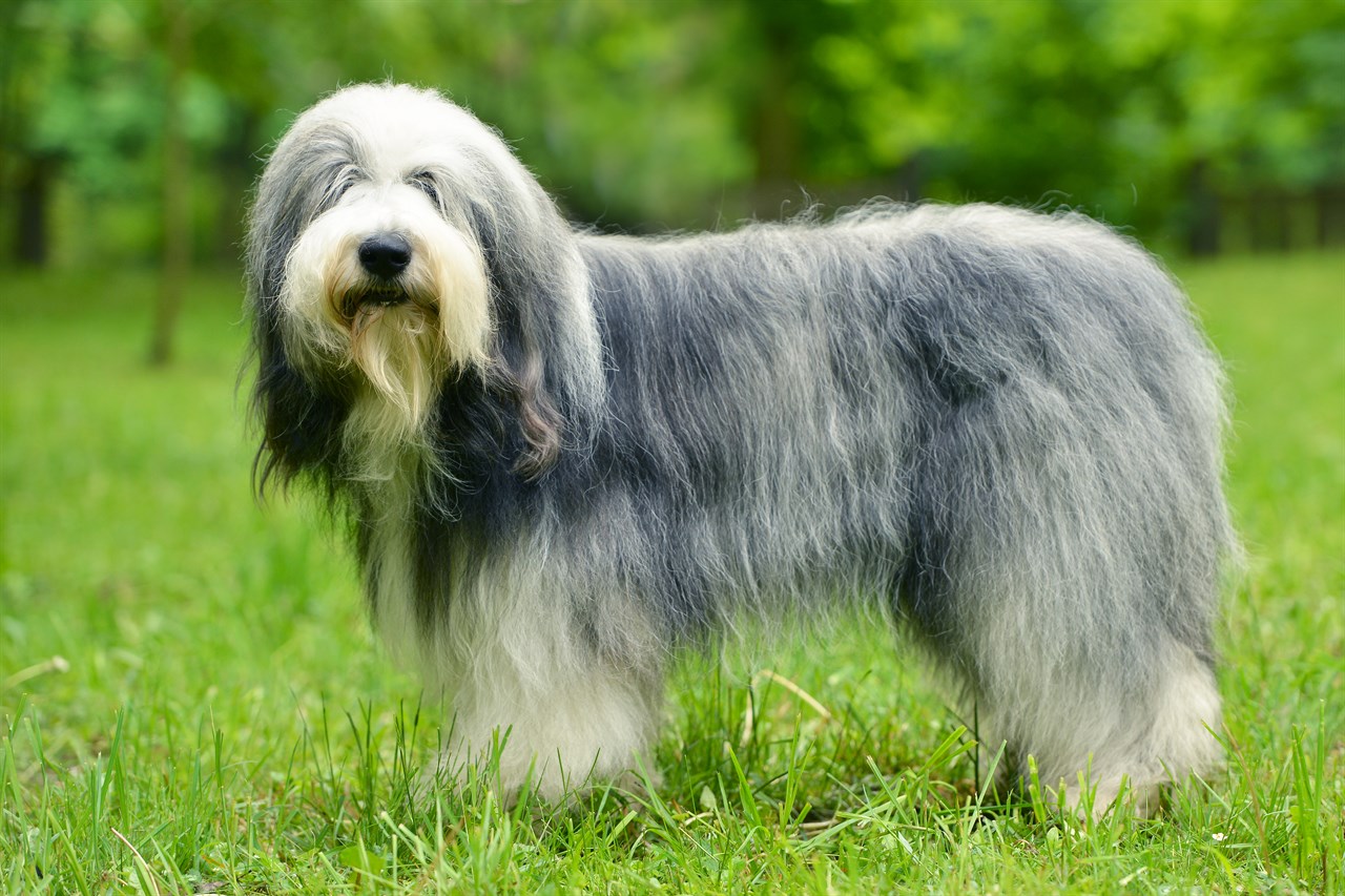 Standing on green grass Bearded Collie Dog