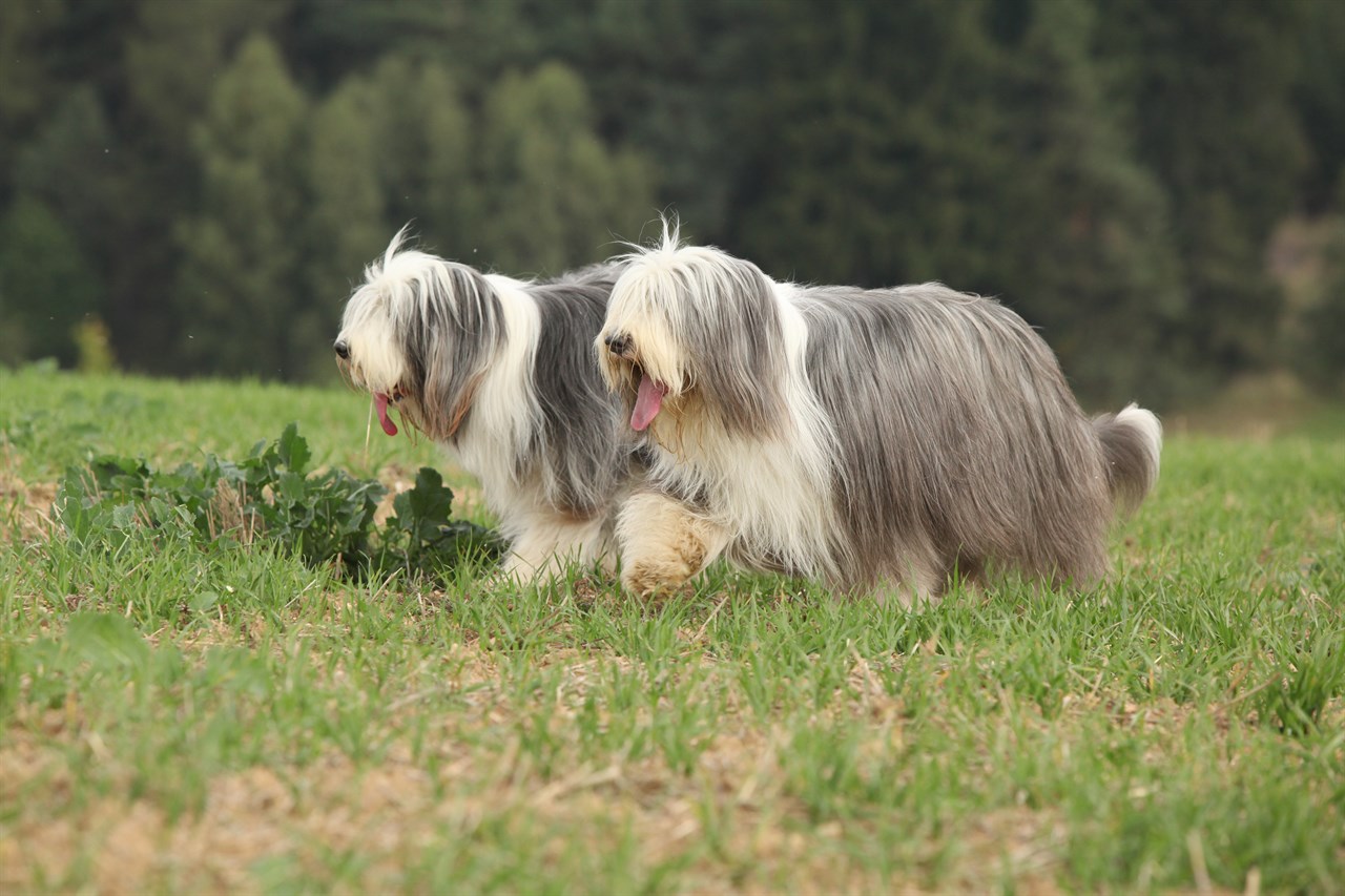 Two Bearded Collie walking together on grass field