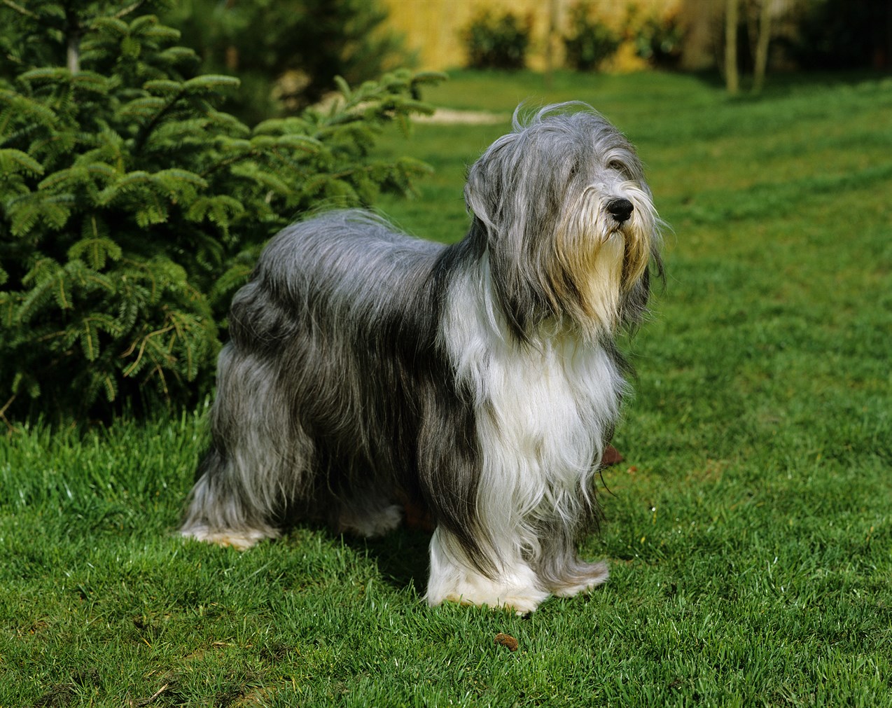 Cute Bearded Collies standing beside green tree