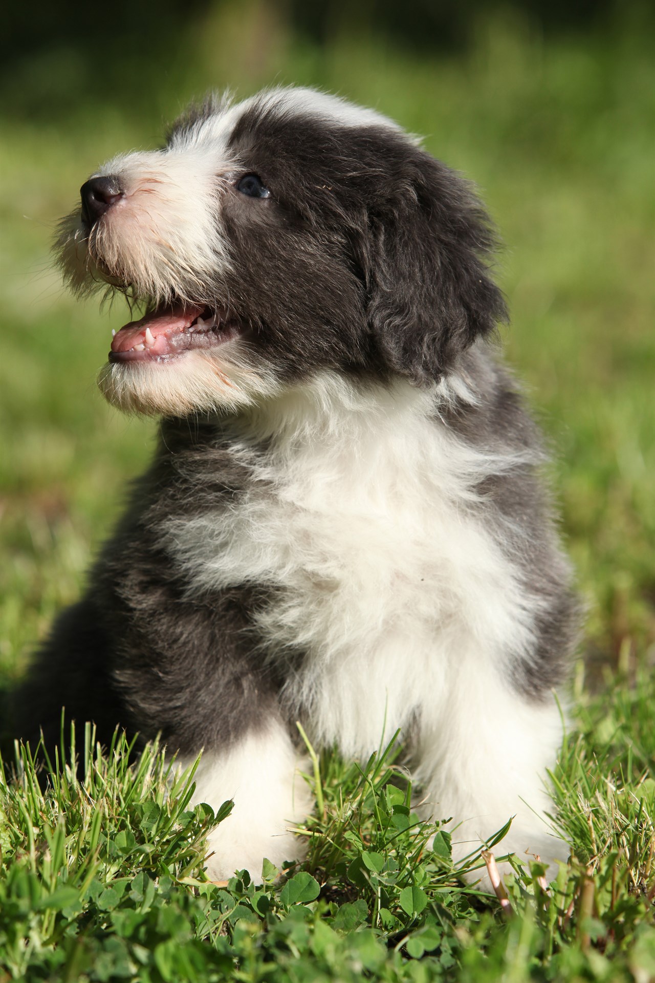 Bearded Collie Puppy smiling happily on grass