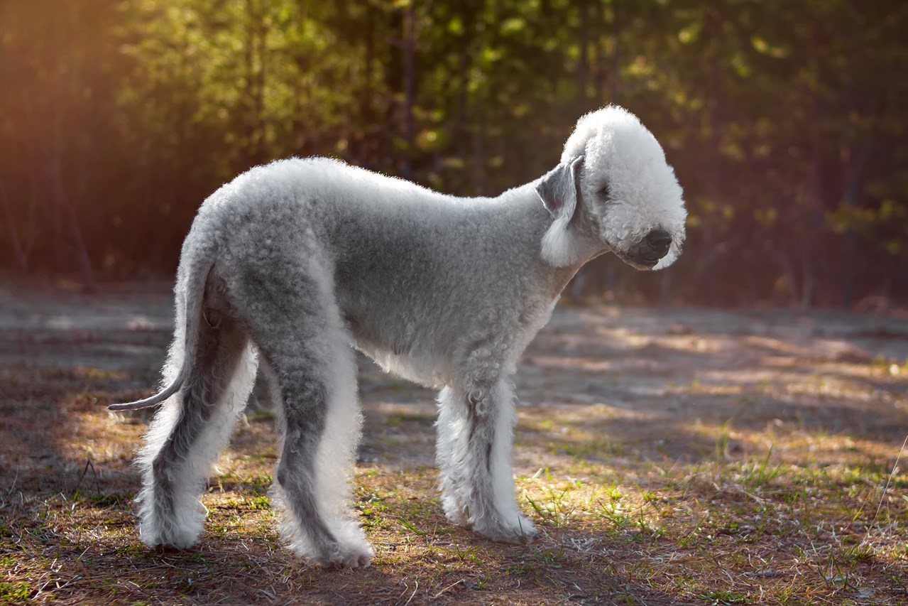 Smiling Bedlington Terrier Dog smiling at camera in country side