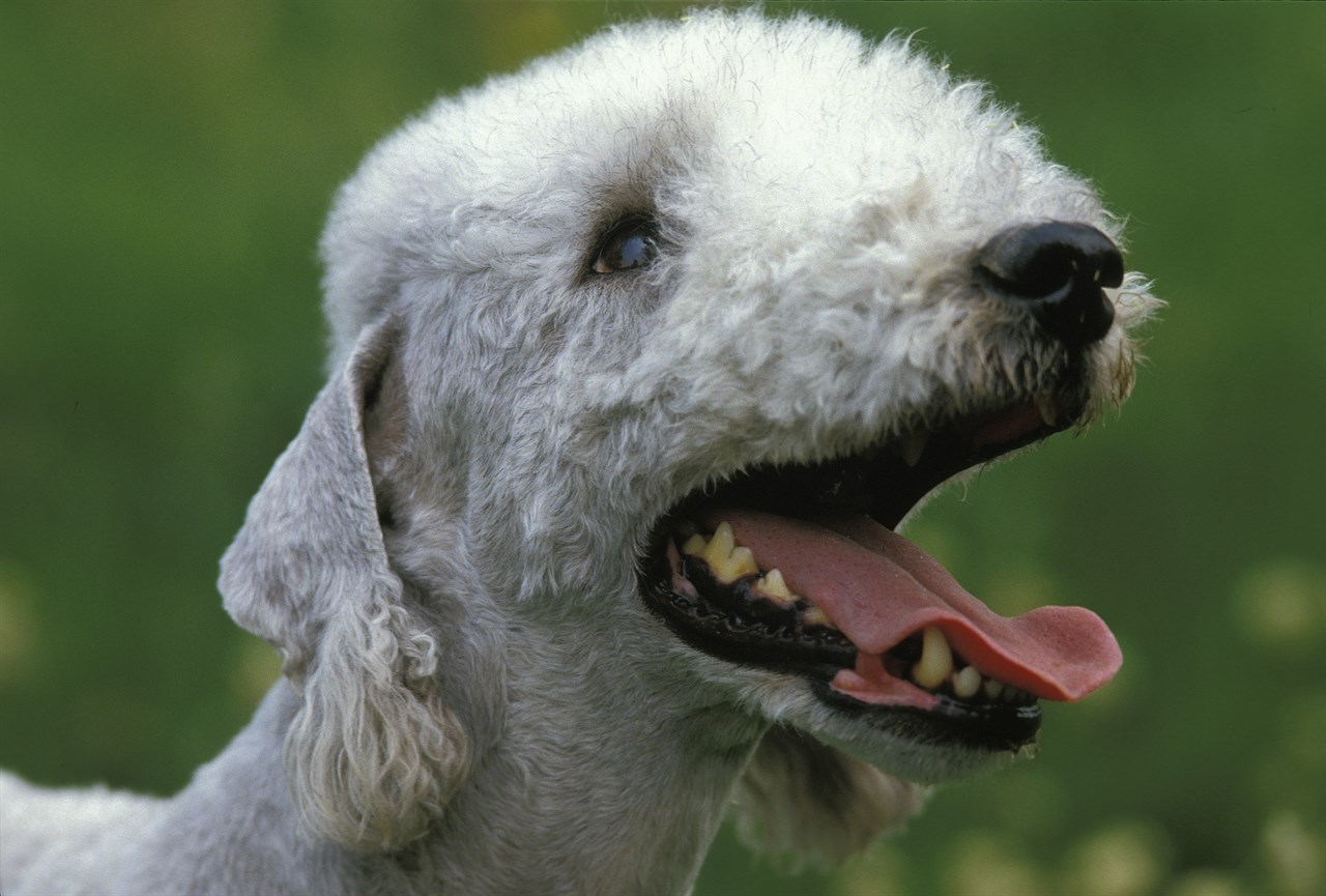 Close up view of Bedlington Terrier smiling