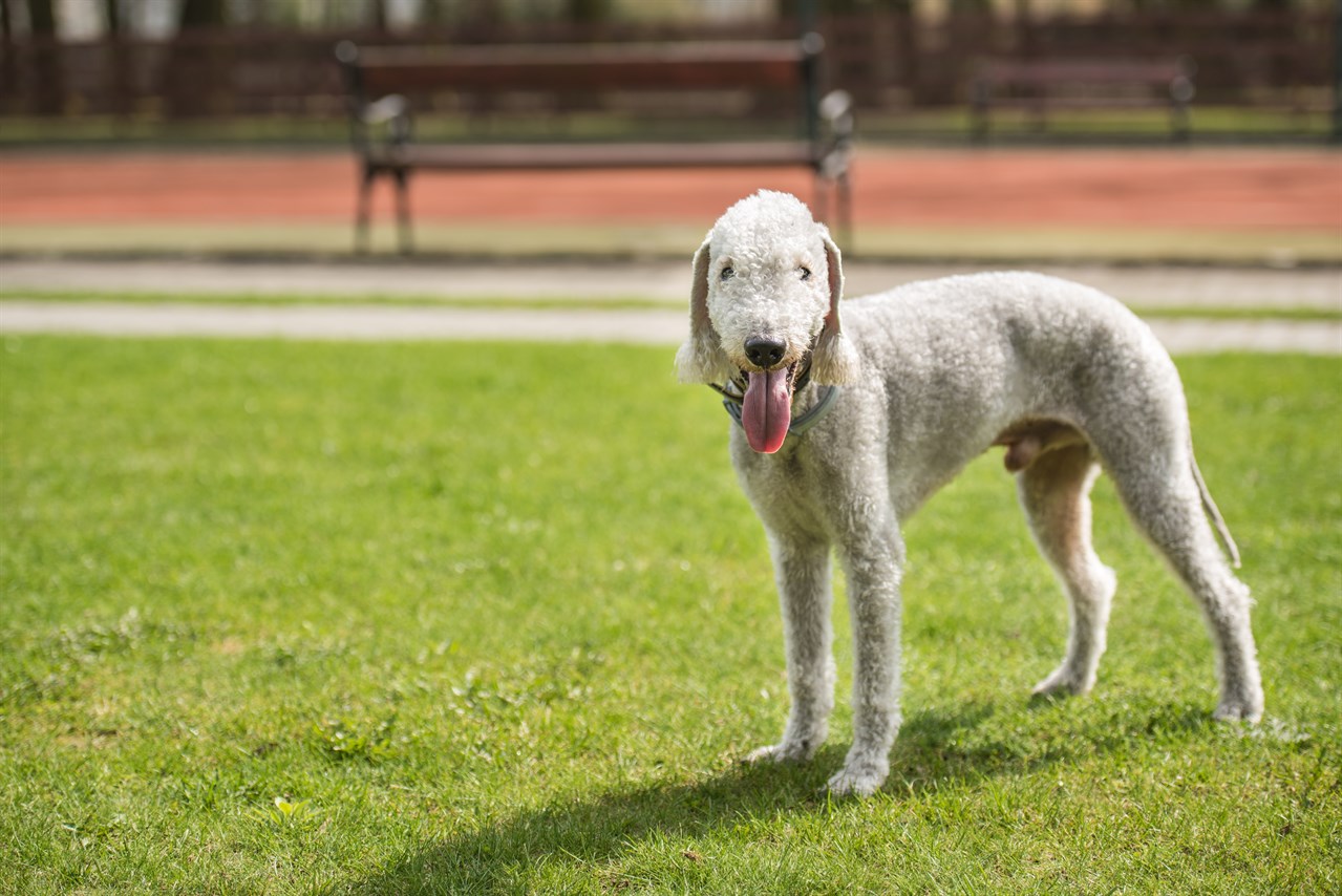 Bedlington Terrier standing near park bench