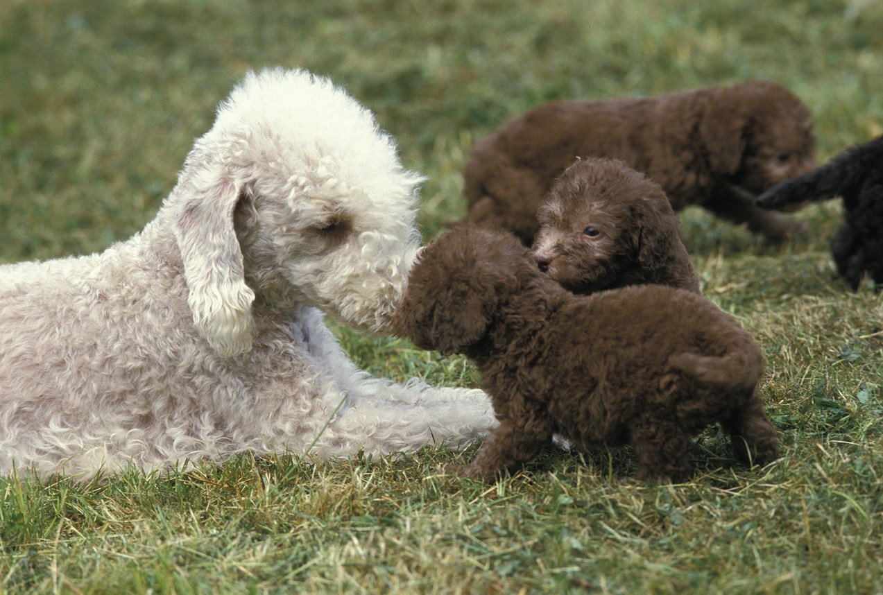 White Bedlington Terrier Dog palying with a litter of puppies