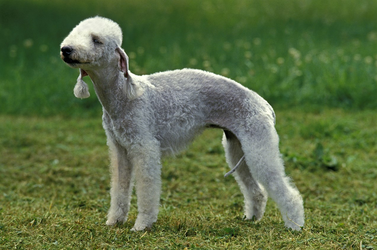 Full grown Bedlington Terrier tandong on green grass