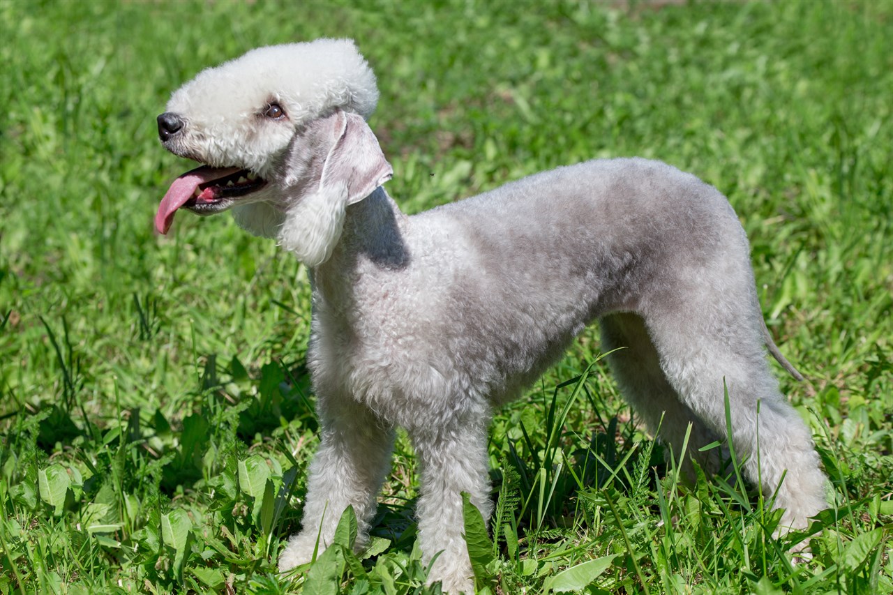 Happy Bedlington Terrier Puppy smiling with tongue sticking out