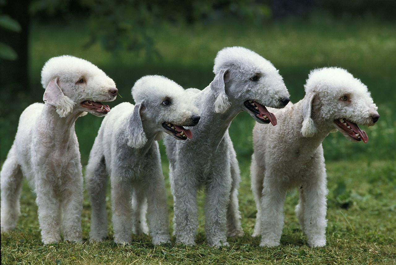 A litter of Bedlington Terrier Puppy standing on grass outdoor