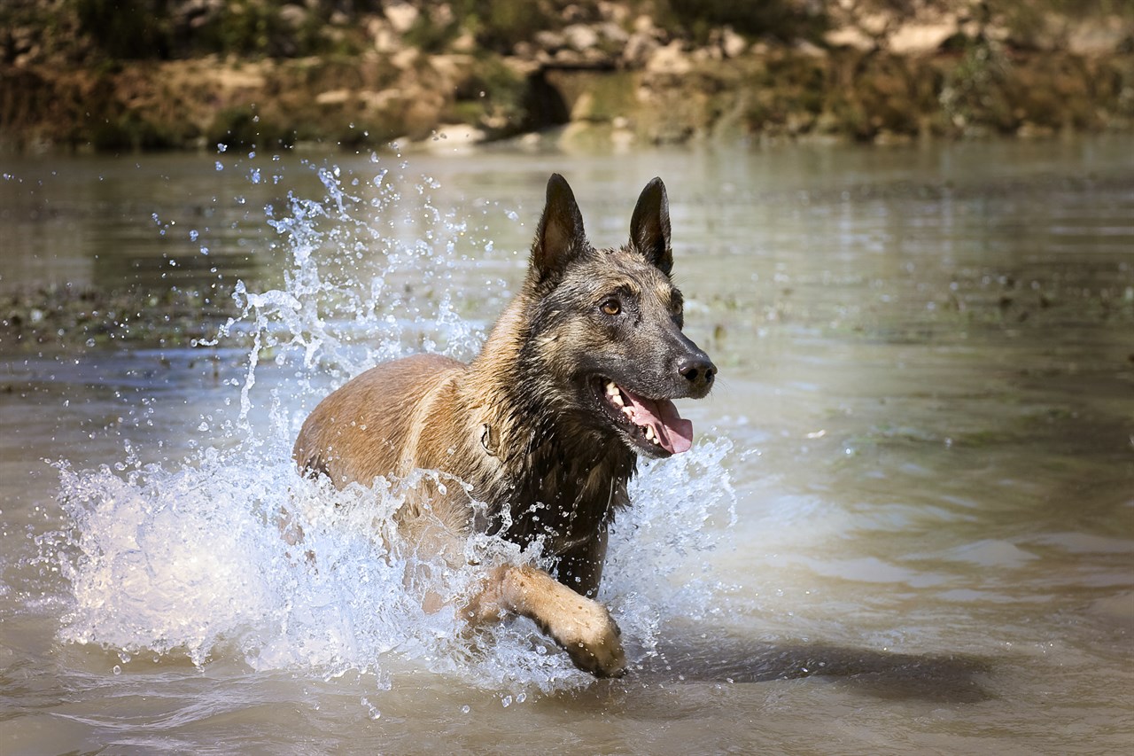 Joyful Belgian Shepherd running in shallow lake