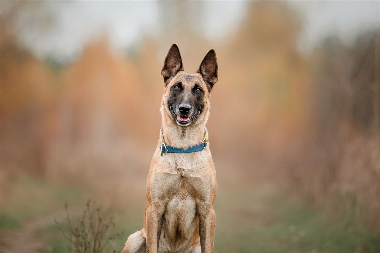 Happy Belgian Shepherd standing smiling at camera during autumn season