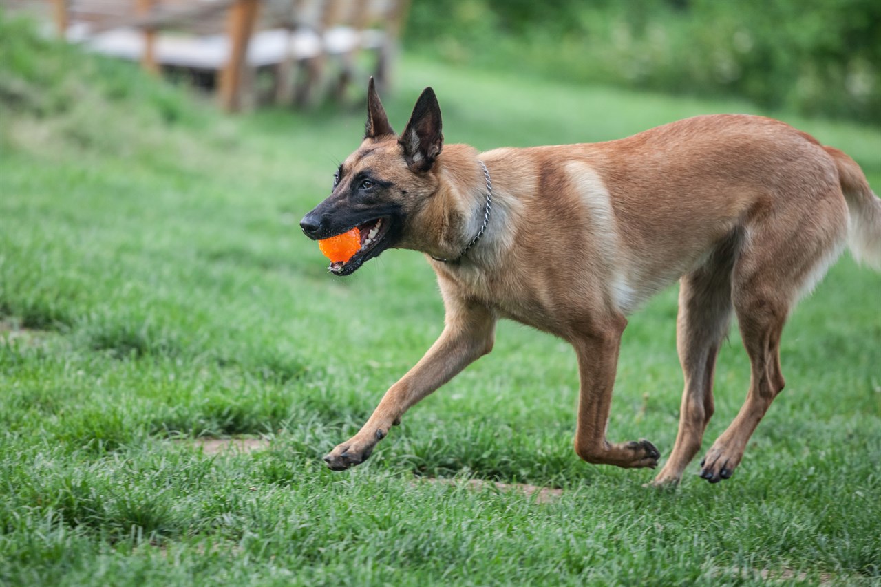 Belgian Shepherd running on green grass with ball in his mouth