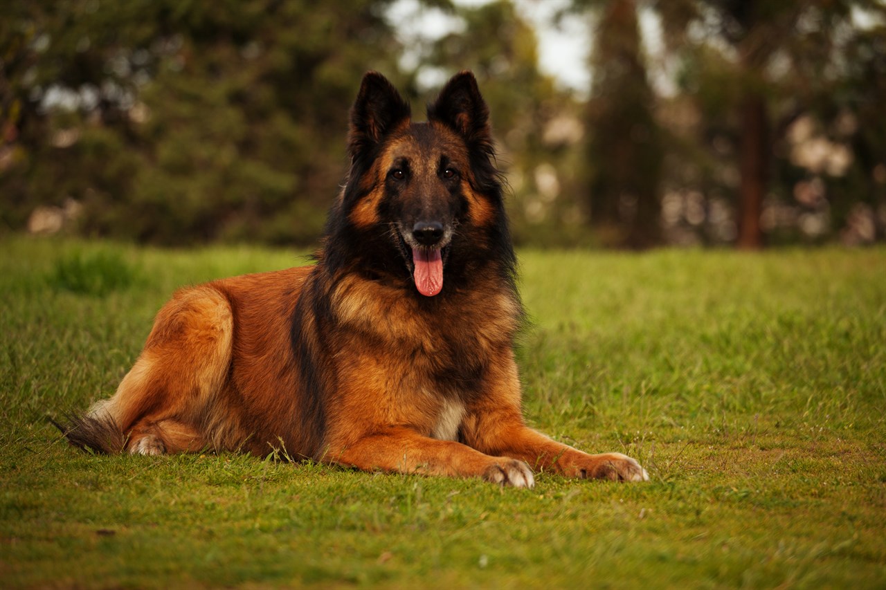 Full grown Belgian Shepherd sitting on the field smiling