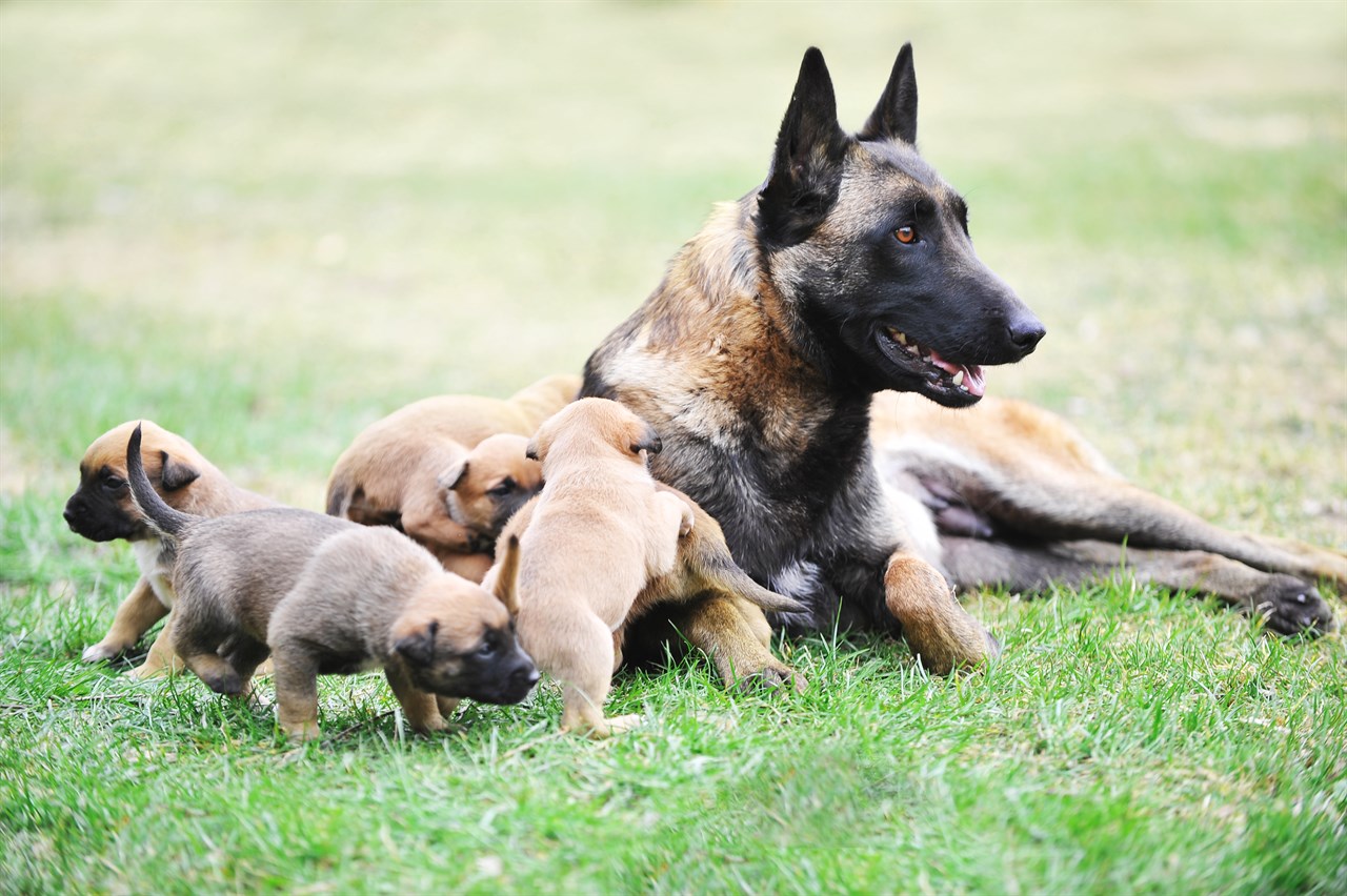 Female Belgian Shepherd sitting on grass with a litter of puppies