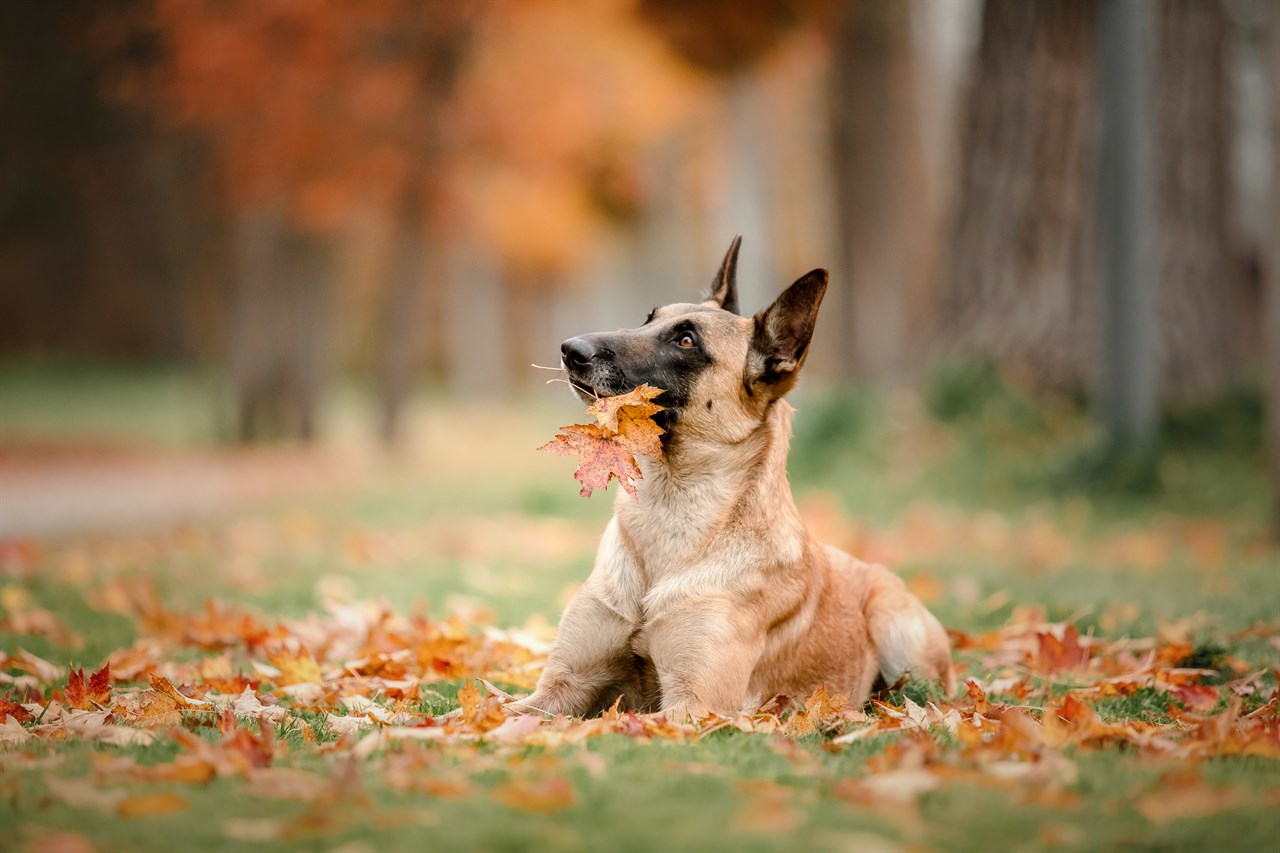 Belgian Shepherd looking up the sky with autumn leave in his mouth