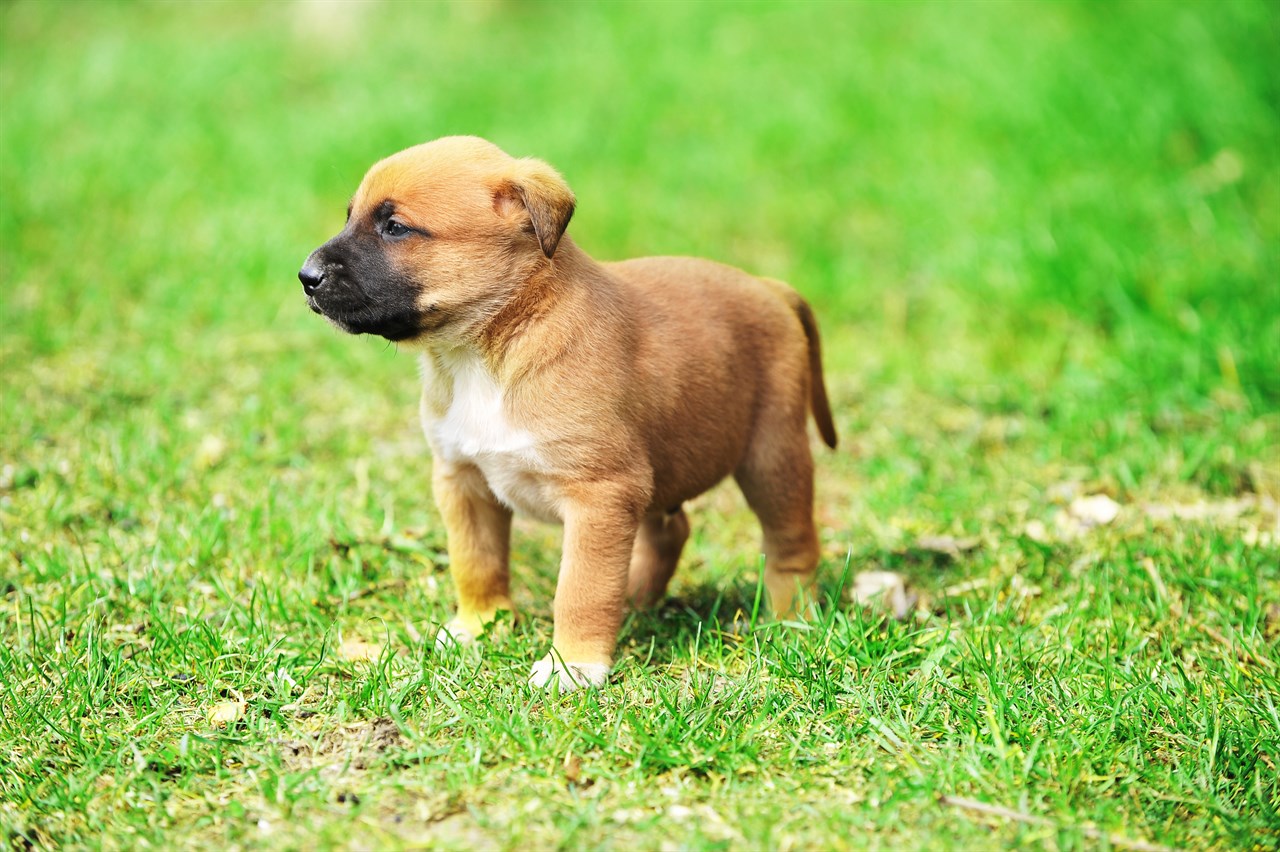 Cute Belgian Shepherd Puppy standing on green grass