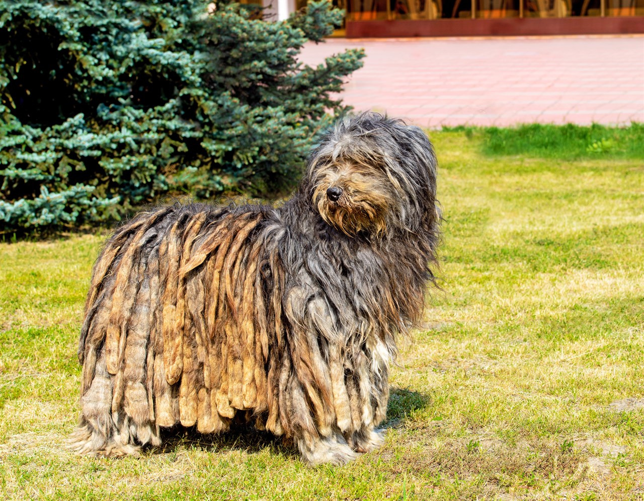 Bergamasco Shepherd standing on grass field