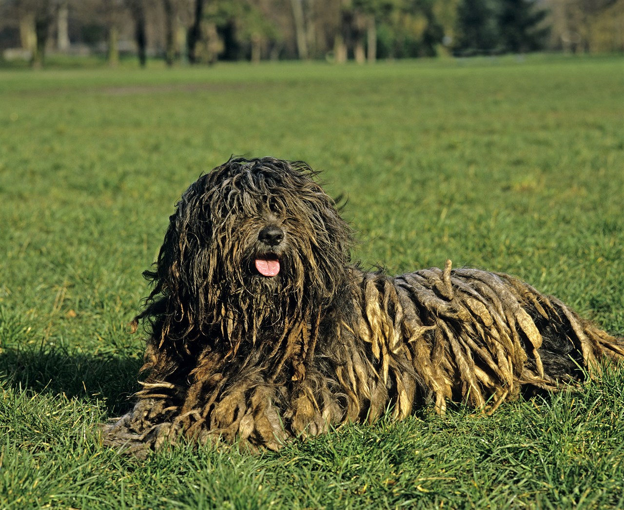 Bergamasco Shepherd sitting down on the grass looking at camera