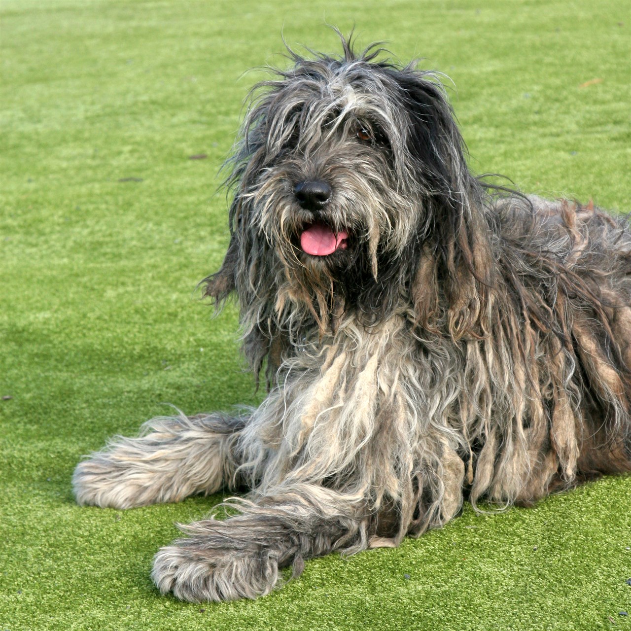 Close-up version of Bergamasco Shepherd Dog smiling