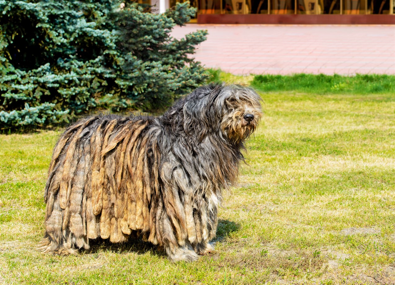 Bergamasco Shepherd standing beside pine tree