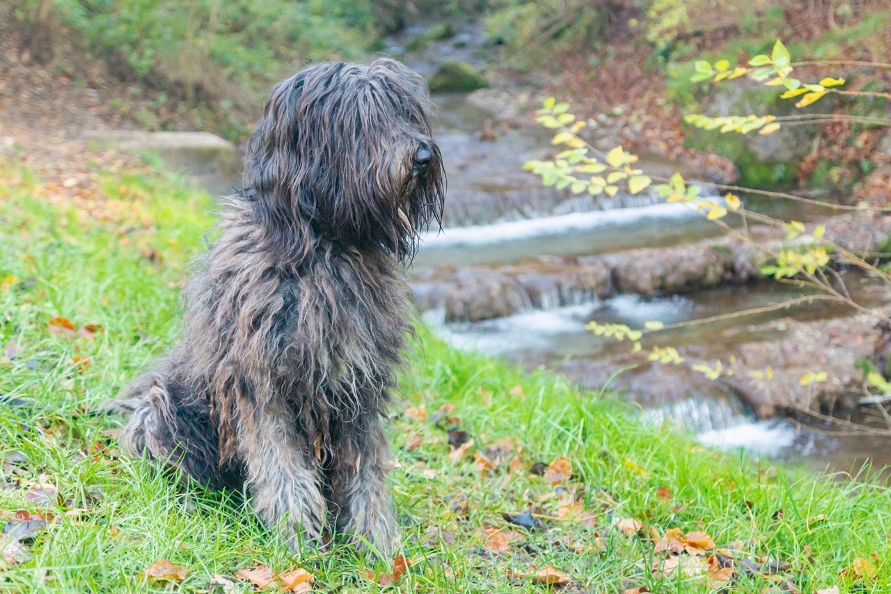 Bergamasco Shepherd standing next to a river