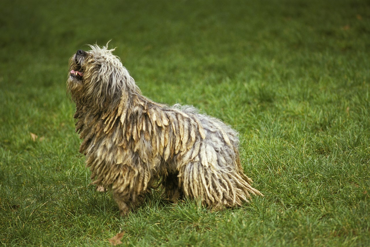 Bergamasco Shepherd Dog looking at the sky