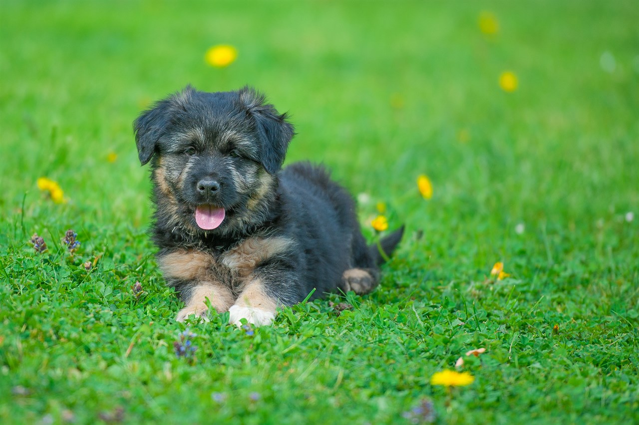 Adorable Bergamasco Shepherd Puppy sitting on grass with flower smiling at camera