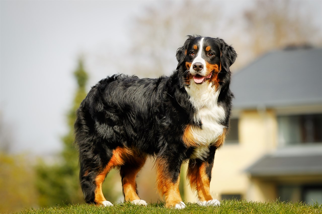 Bernese Mountain standing infornt of suburban house