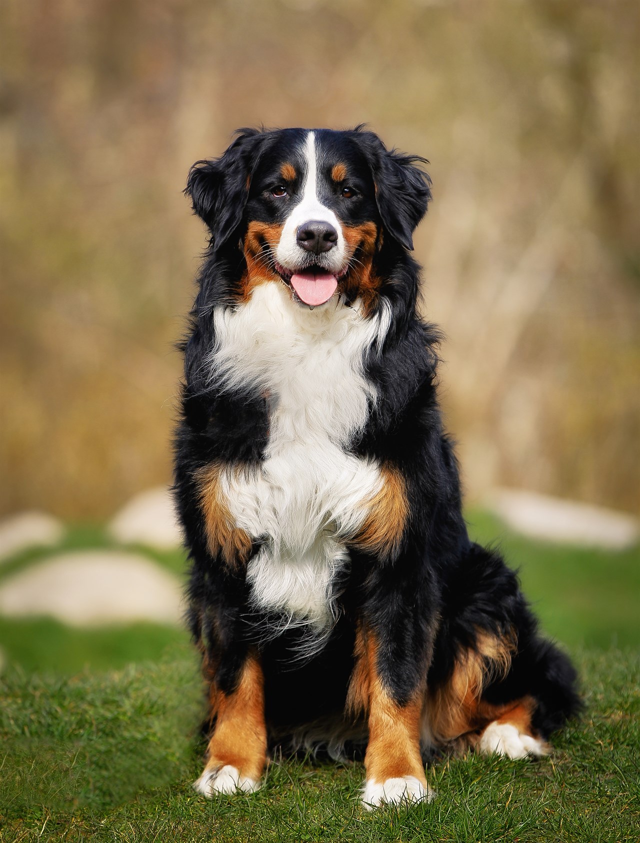 Bernese Mountain standing and smiling infornt of camera