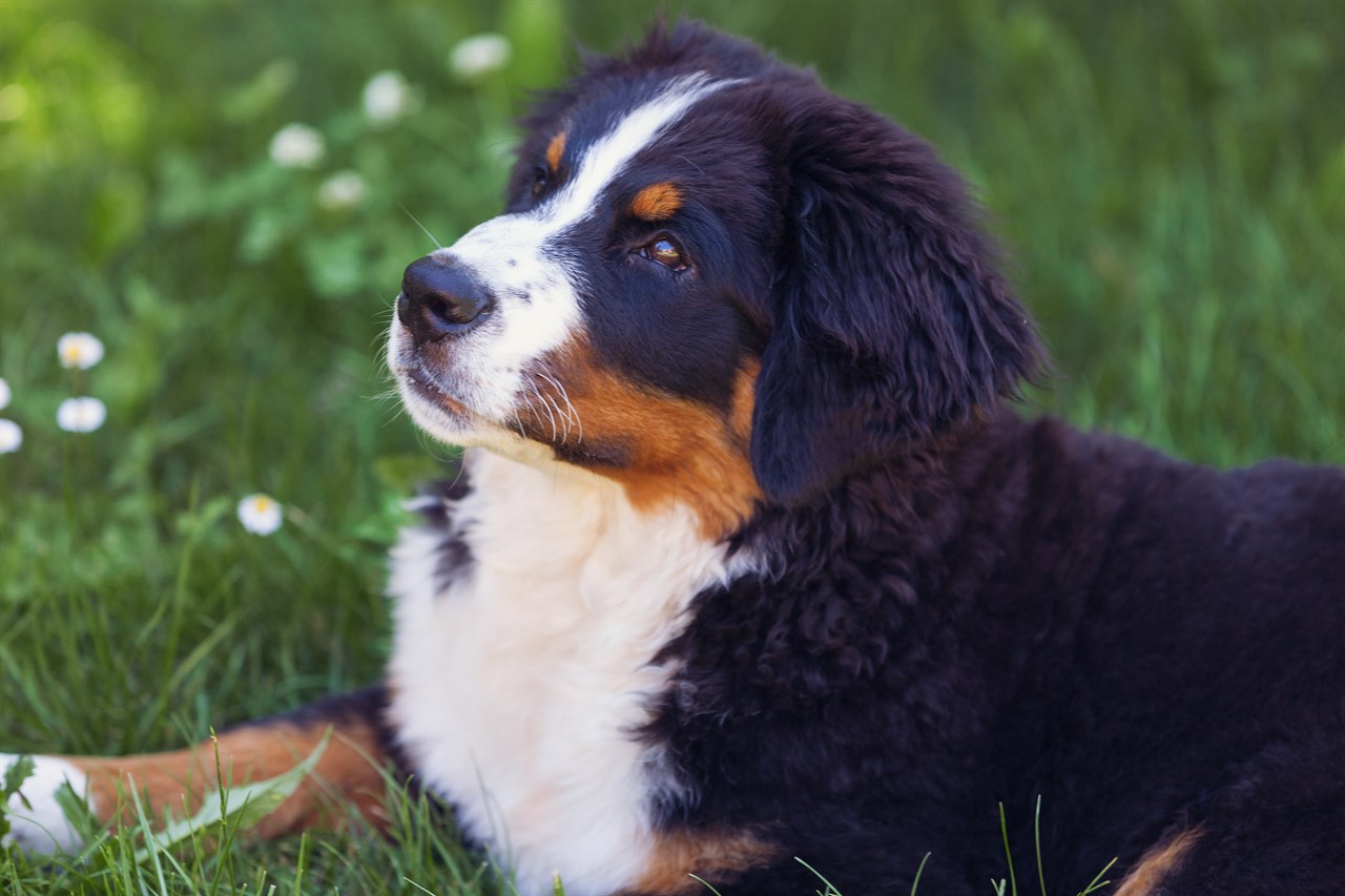 Close up view of Bernese Mountain looking up