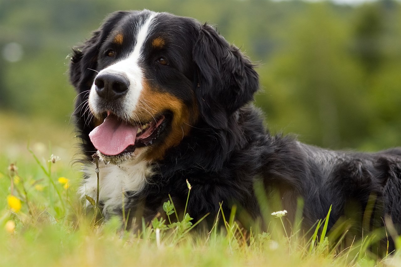 Close up view of Bernese Mountain Dog smiling on green grass