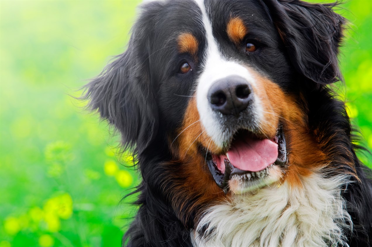 Close up view Bernese Mountain smiling at camera