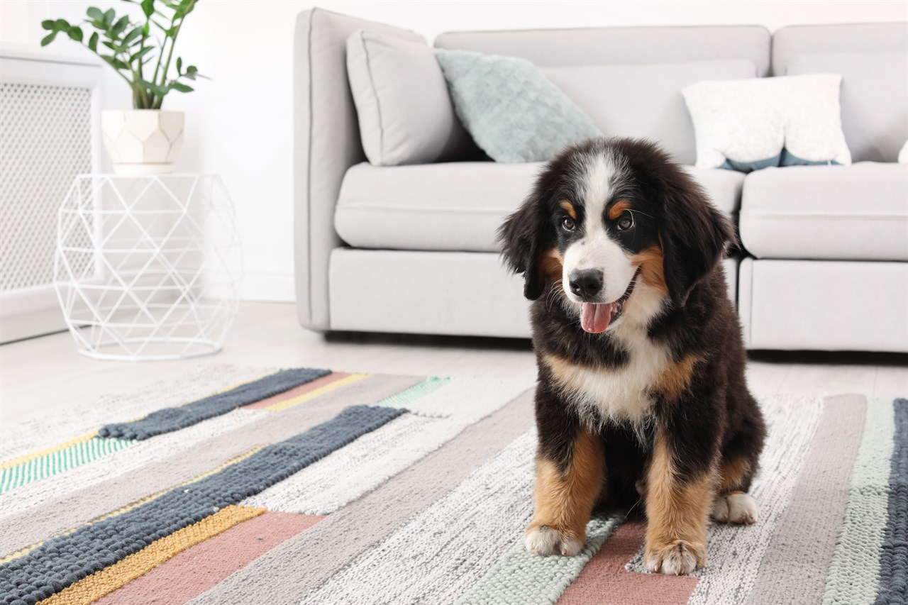 Cute Bernese Mountain Dog Puppy itting on the carpet in the living room