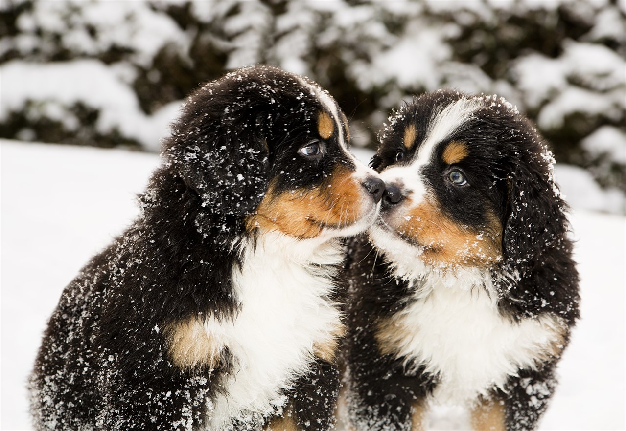 Two Bernese Mountain Puppy palying in the snow