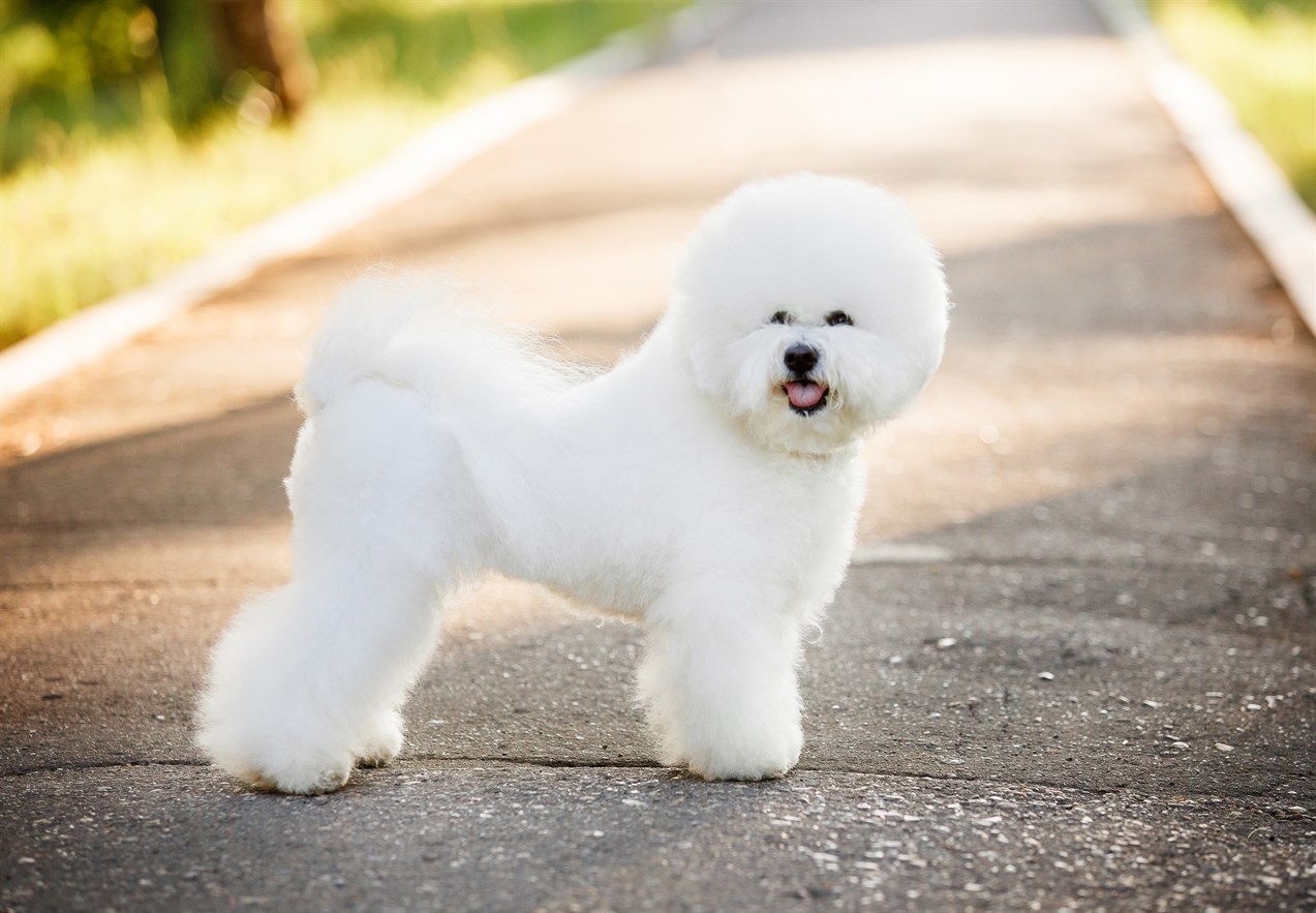 Bichon Frise smiling at camera on walk path