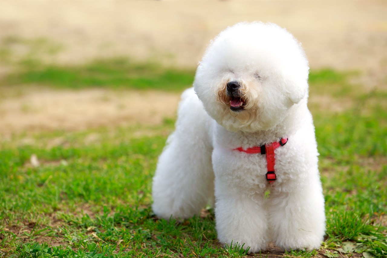 Bichon Frise standing on green grass wearing red leash