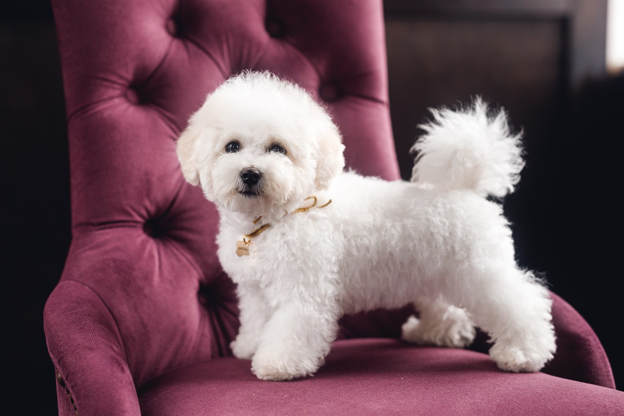 Bichon Frise posing on purple wing chair