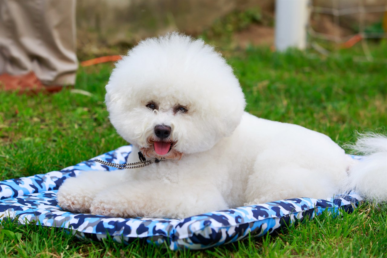 Bichon Frise laying on blue dog bed outdoor