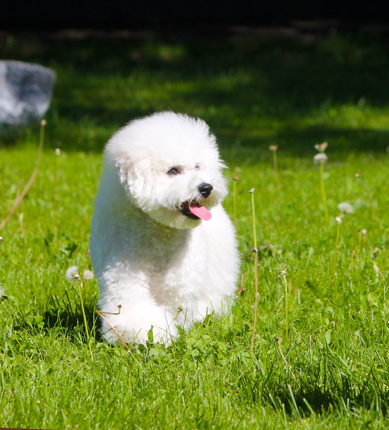 Happy Bichon Frise enjoying walking on sunny day at the park