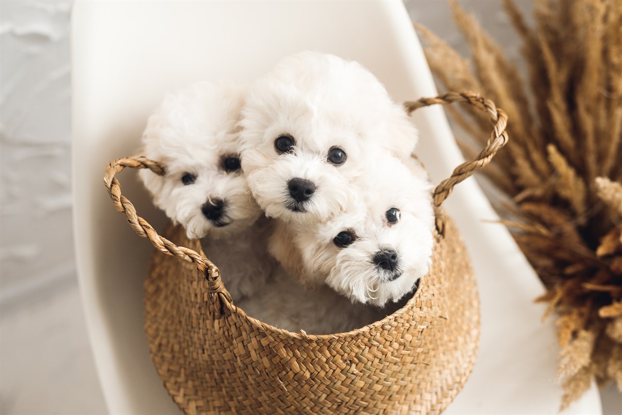 A litter of Bichon Frise Puppies sitting inside woven bag