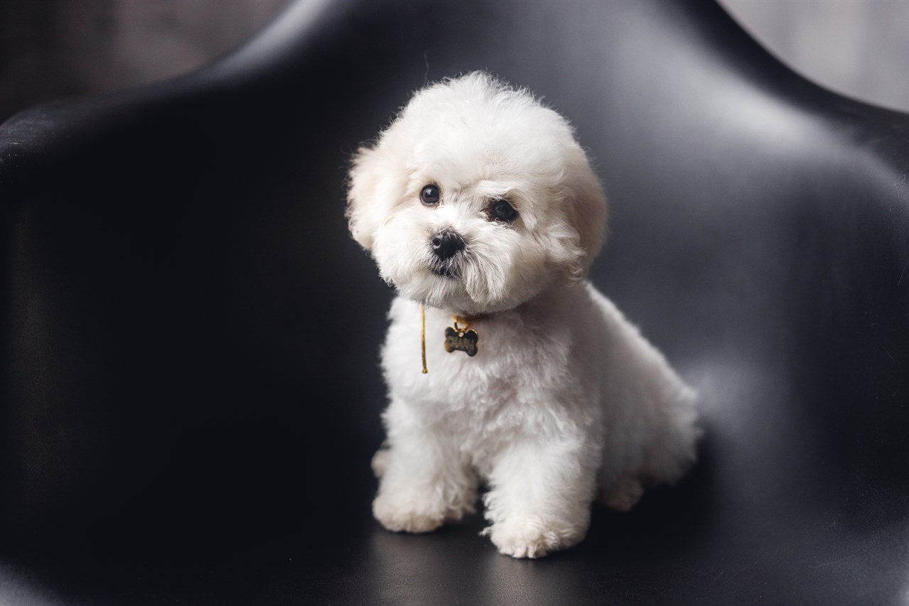 Bichon Frise Puppy standing with black background