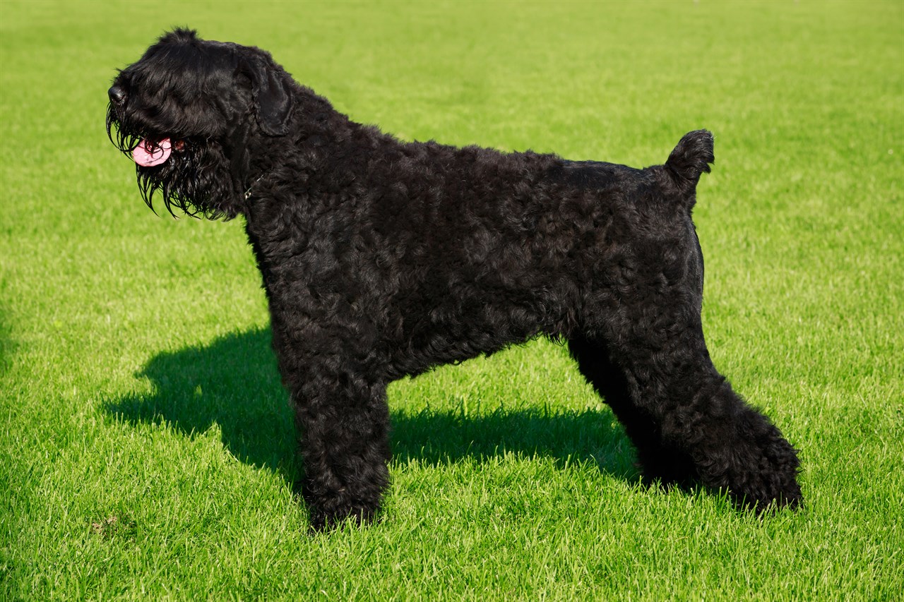 Side view of Black Russian Terrier standing outdoor on green grass