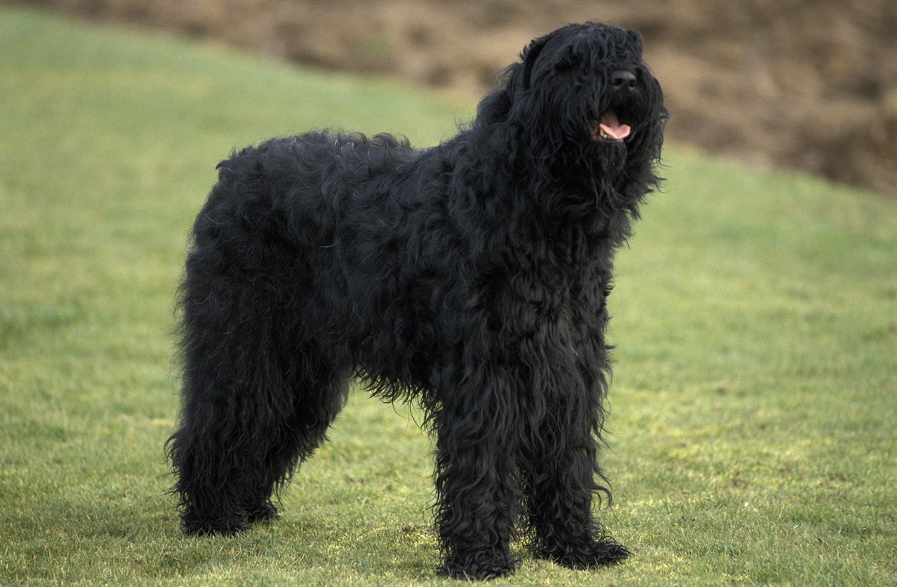 Black Russian Terrier standing on the field enjoying outdoor