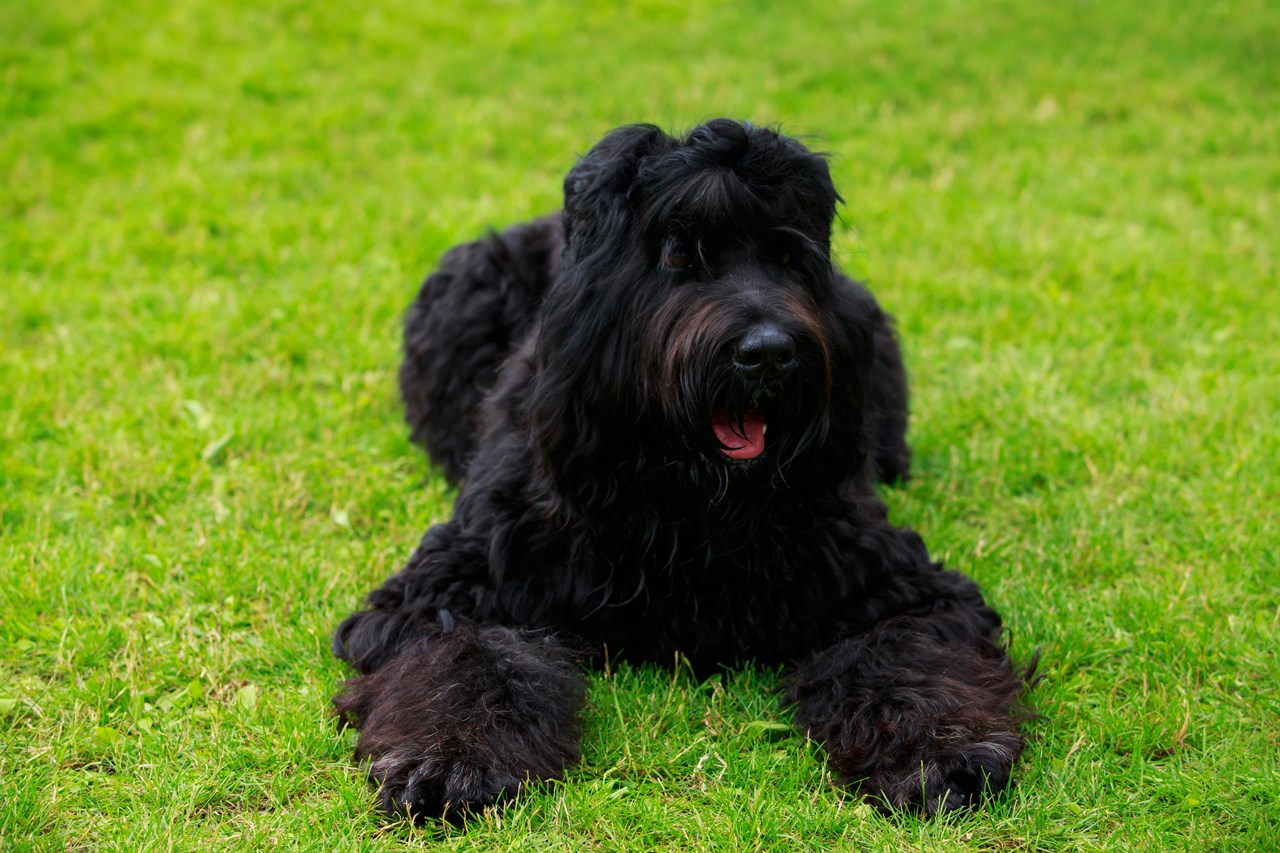 Black Russian Terrier sitting on green grass looking at camera