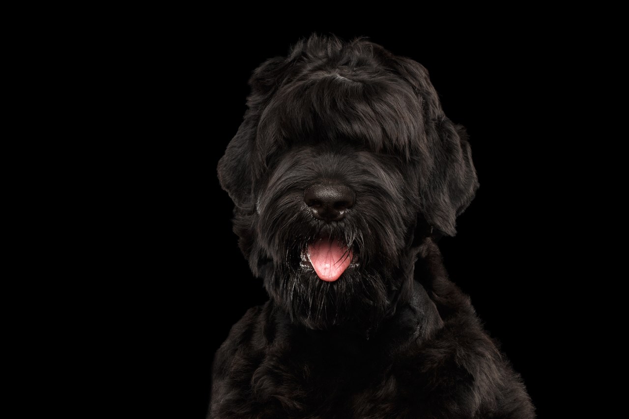 Aesthetic shot of Black Russian Terrier Dog with black background