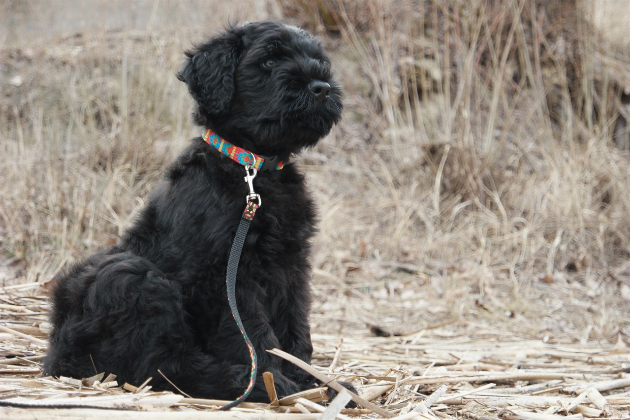 Black Russian Terrier Puppy sitting on dry grass wearing colourful leash