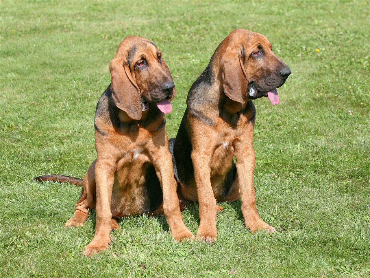 Two Bloodhound Dog standing on green gras on sunny day