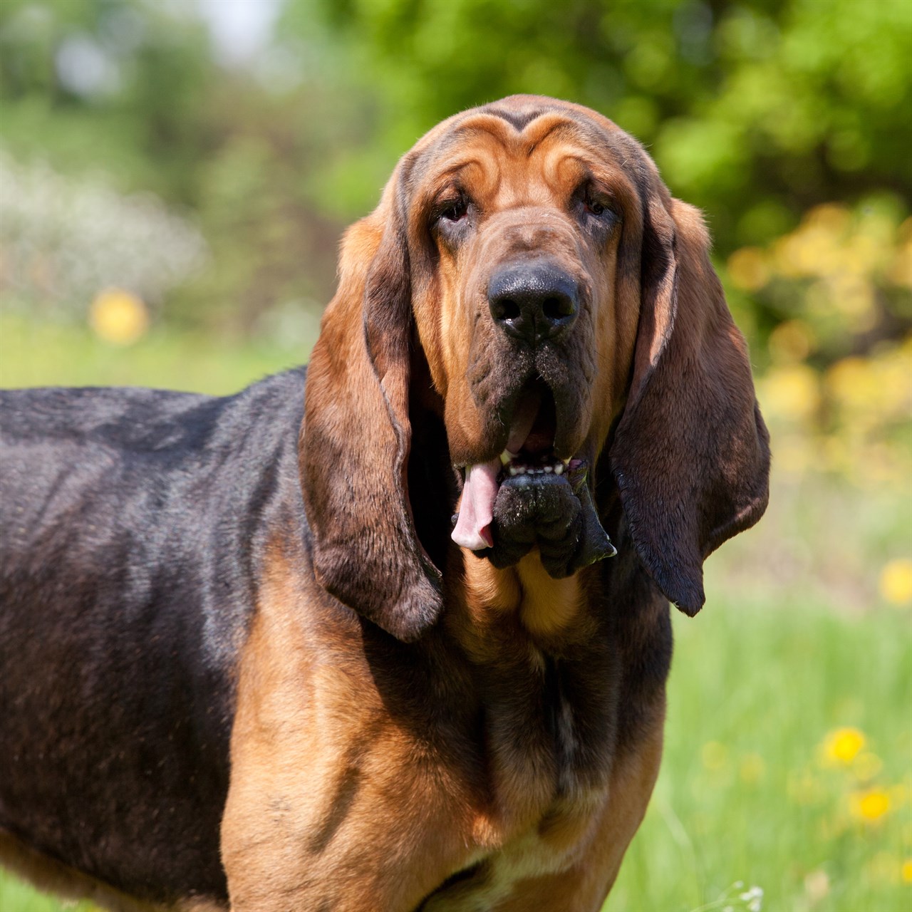 Close up view Bloodhound Dog looking at camera on flower field