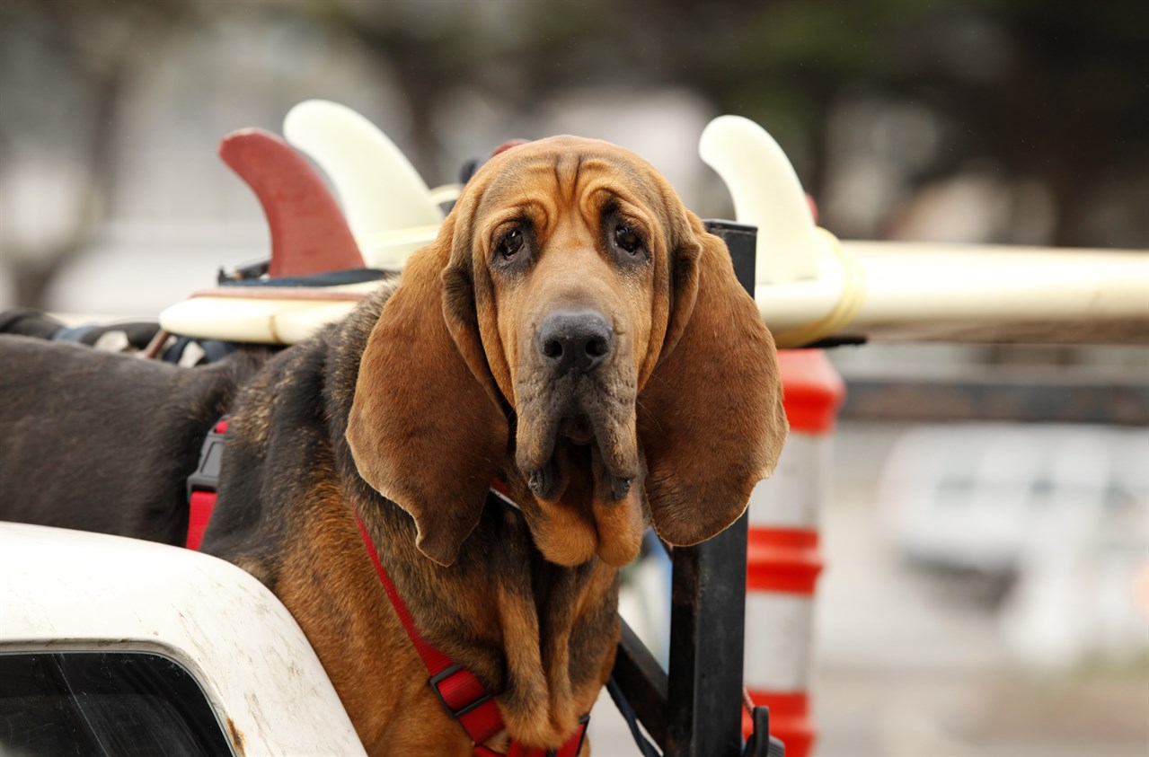 Bloodhound Dog looking at camera on small boat