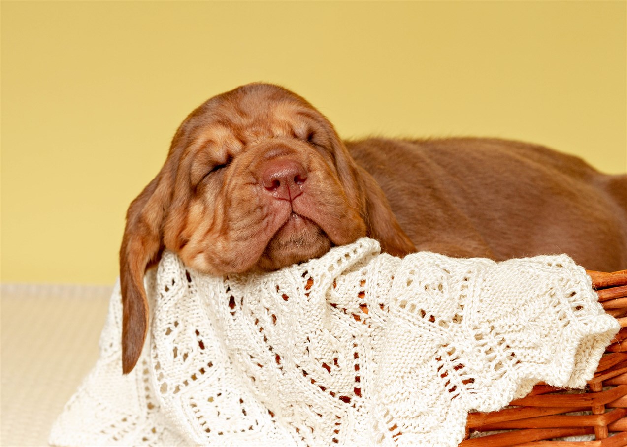 Bloodhound Puppy sleeping on rattan basket with crochet blanket